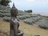 Maui_Ali'i Kula Lavender-3929